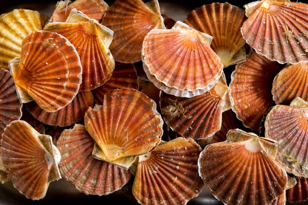 What Do Scallops Taste Like? [Definitive Guide] Medmunch