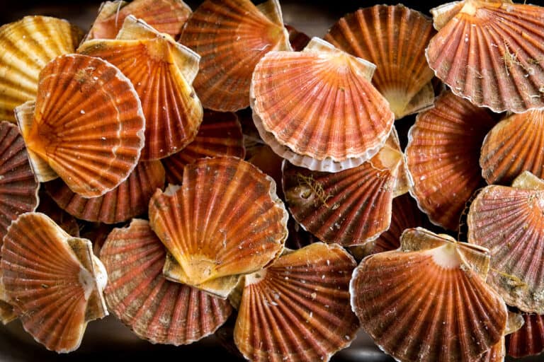 What Do Scallops Taste Like? [Definitive Guide] Medmunch