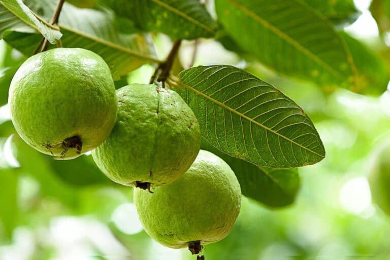 What Does Guava Taste Like? [Definitive Guide] Medmunch