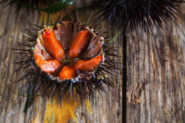 What Does Sea Urchin (Uni) Taste Like? [Definitive Guide] Medmunch