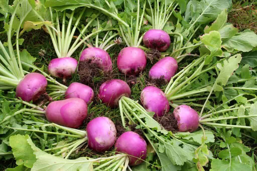 What Do Turnips Taste Like? [Definitive Guide] Medmunch