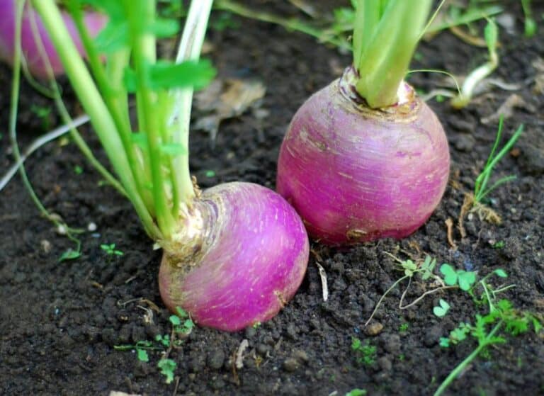 What Do Turnips Taste Like? [Definitive Guide] Medmunch
